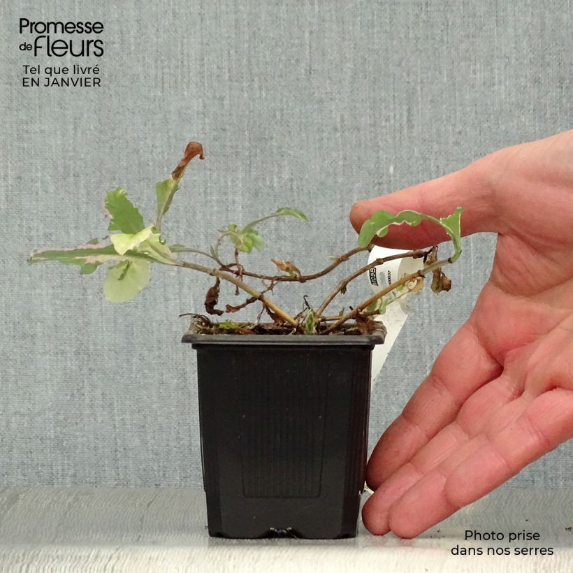 Lonicera caprifolium var. Italica Harlequin 'Sherlite' 8/9 cm pot sample as delivered in winter