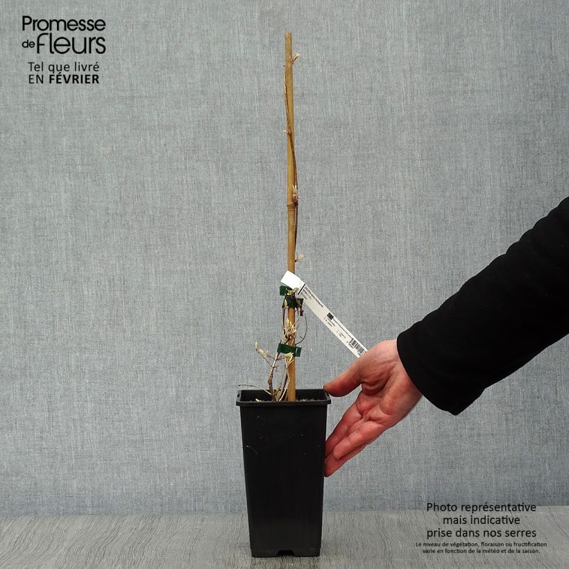 Lonicera caprifolium var. Italica Harlequin 'Sherlite' 1.5L/2L pot sample as delivered in winter