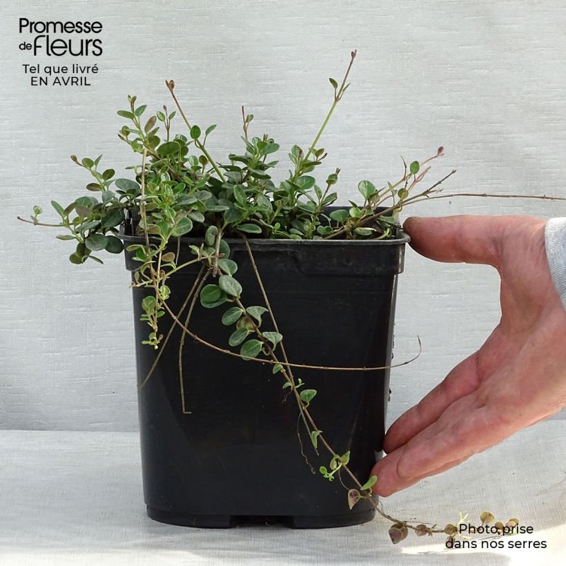 Lonicera crassifolia Little Honey 2L/3L pot sample as delivered in spring