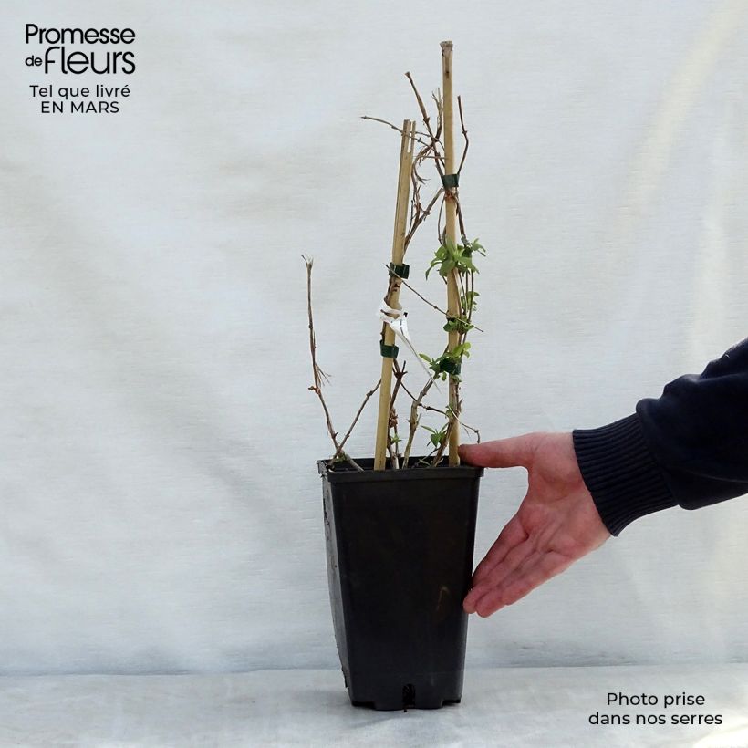 Lonicera x brownii Golden Trumpet (R) Mintrump 2L/3L pot sample as delivered in spring