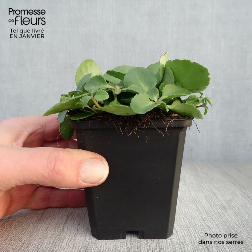 Chiastophyllum oppositifolium 8/9 cm pot sample as delivered in winter