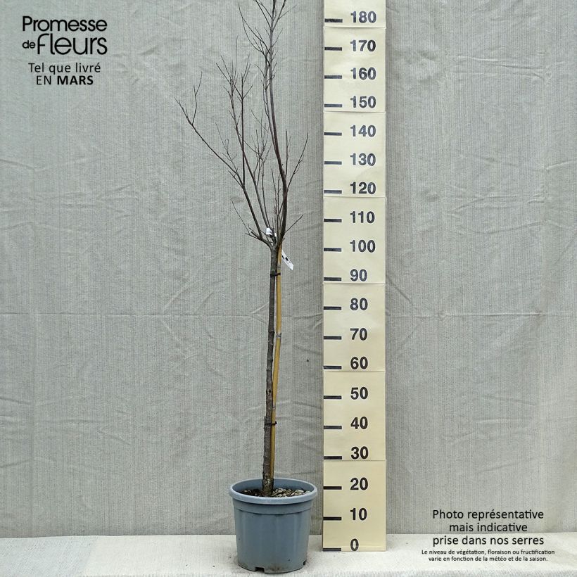 Chilopsis linearis 7.5L/10L pot sample as delivered in spring