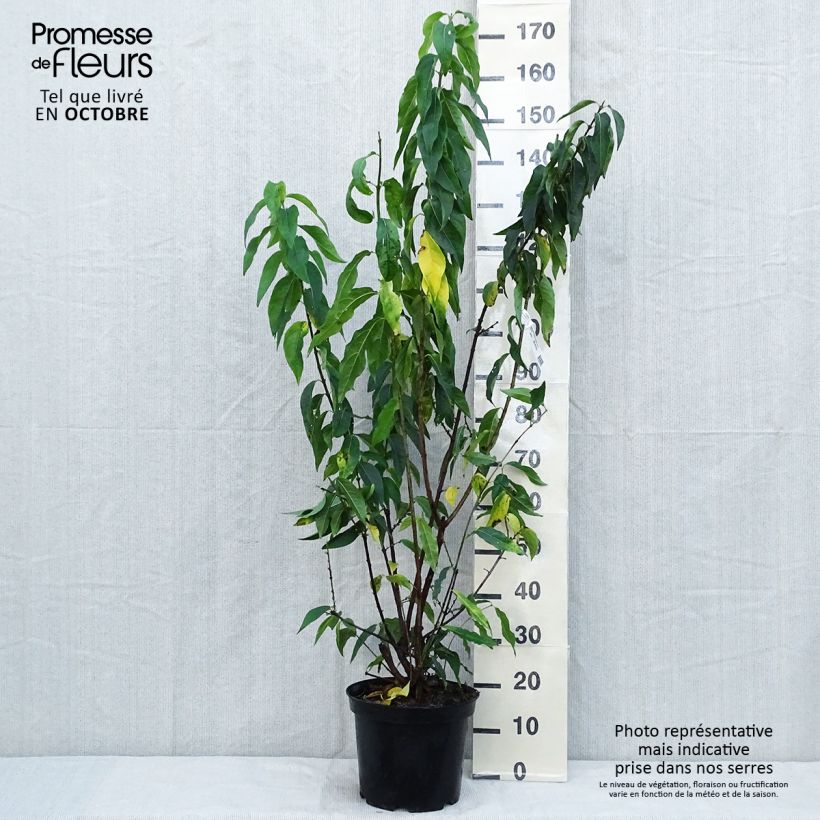 Chimonanthus praecox Grandiflorus 7.5L/10L pot sample as delivered in autumn