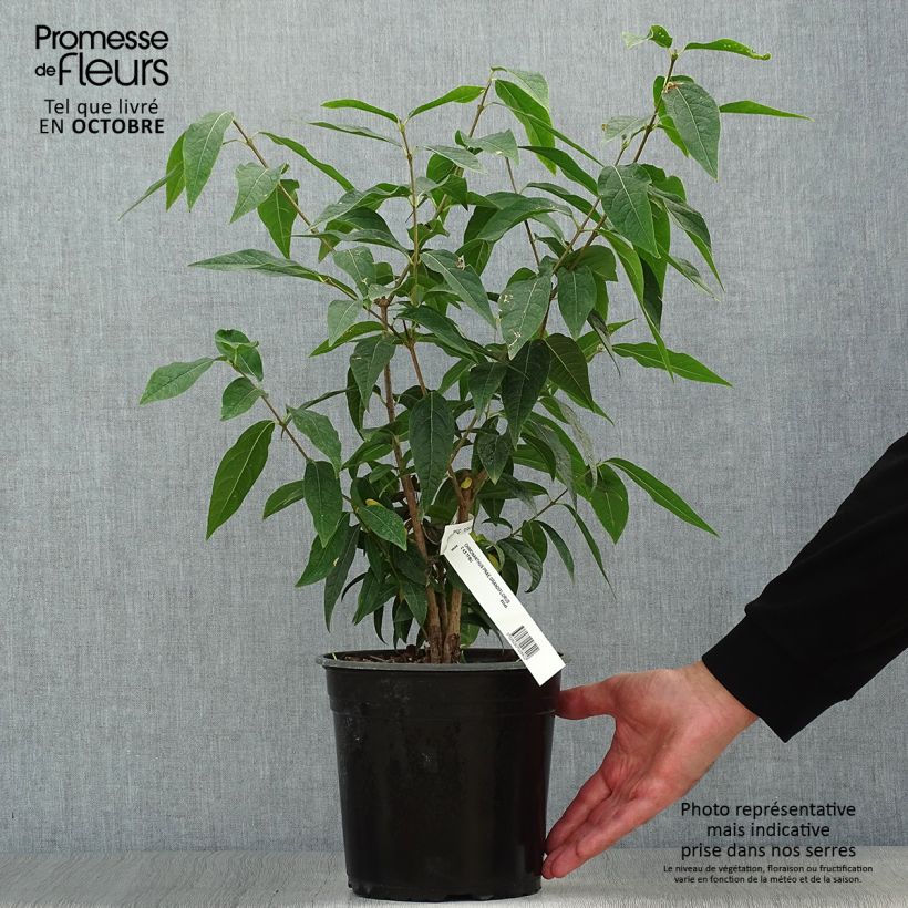Chimonanthus praecox Grandiflorus 4L/5L pot sample as delivered in autumn
