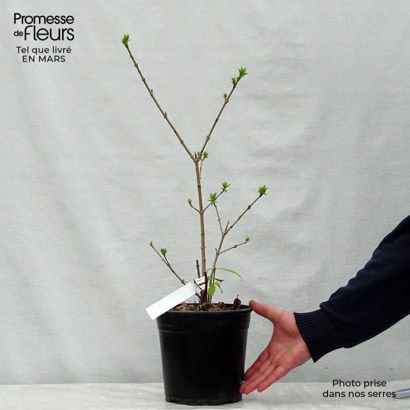 Chimonanthus praecox Grandiflorus 4L/5L pot, Bush sample as delivered in spring