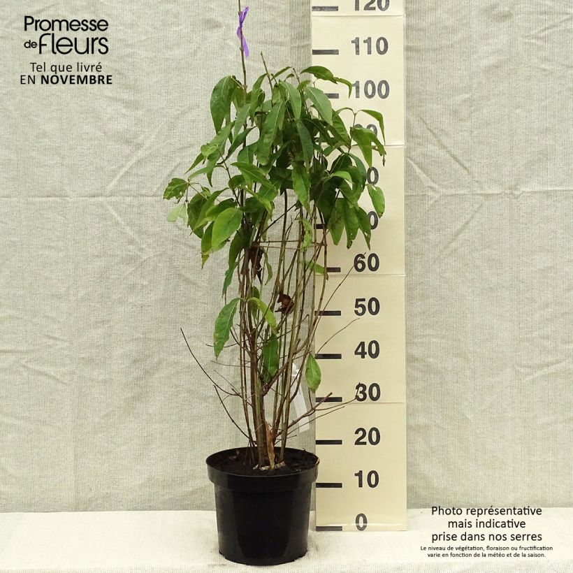 Chimonanthus praecox 7.5L/10L pot sample as delivered in autumn