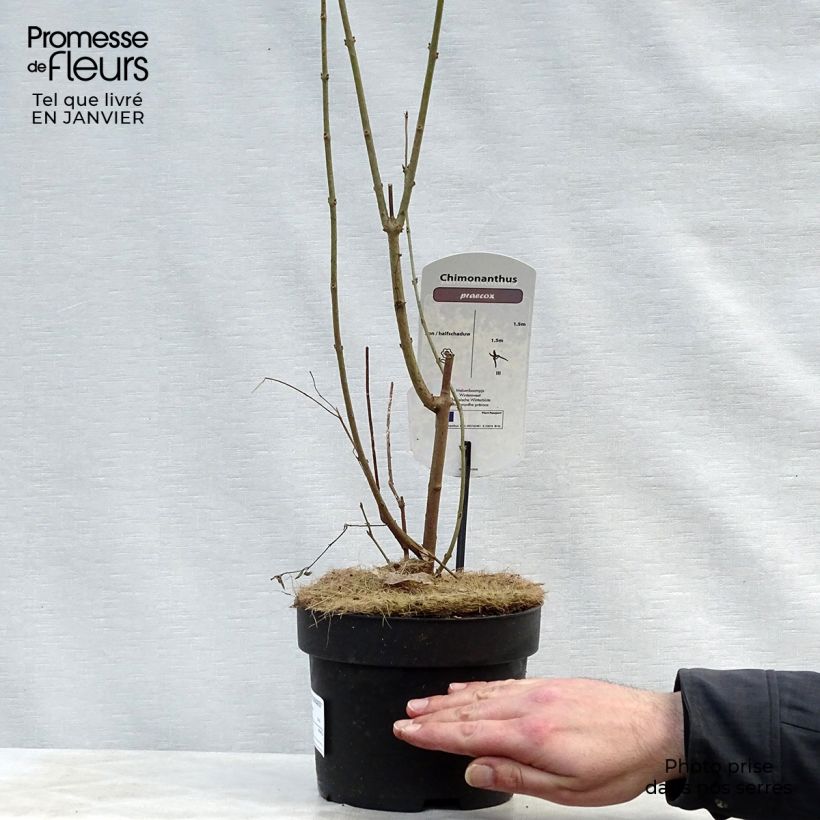 Chimonanthus praecox 3L/4L pot sample as delivered in winter