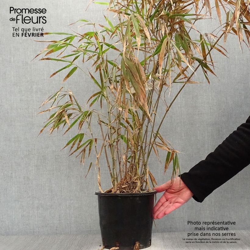 Chimonobambusa quadrangularis 4L/5L pot sample as delivered in winter