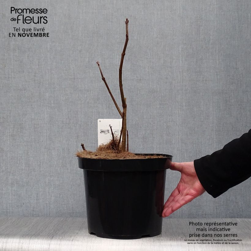 Chionanthus virginicus 4L/5L pot sample as delivered in autumn