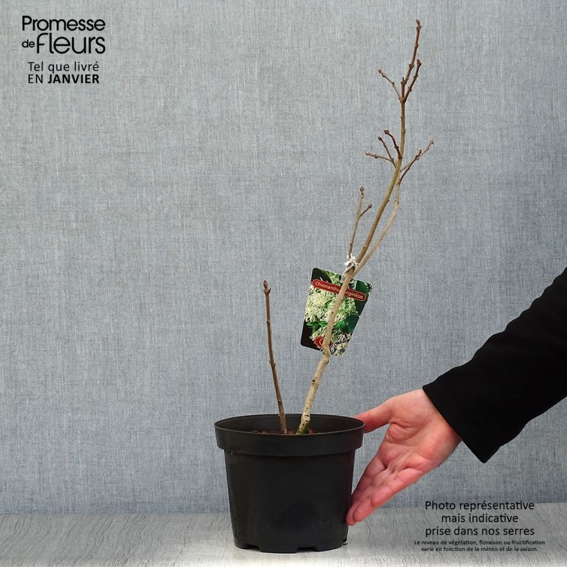 Chionanthus virginicus 2L/3L pot sample as delivered in winter