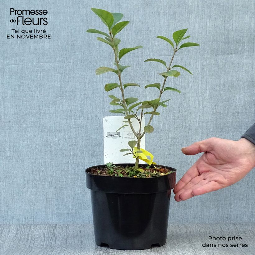 Chionanthus retusus 3L/4L pot sample as delivered in autumn