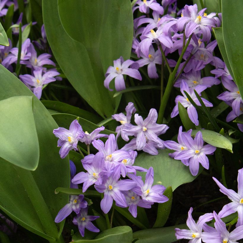Chionodoxa forbesii Violet Beauty (Plant habit)