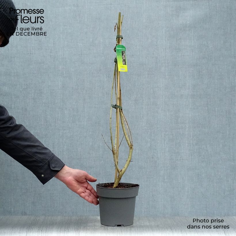 x Chitalpa tashkentensis Summer Bells 2L/3L pot sample as delivered in winter