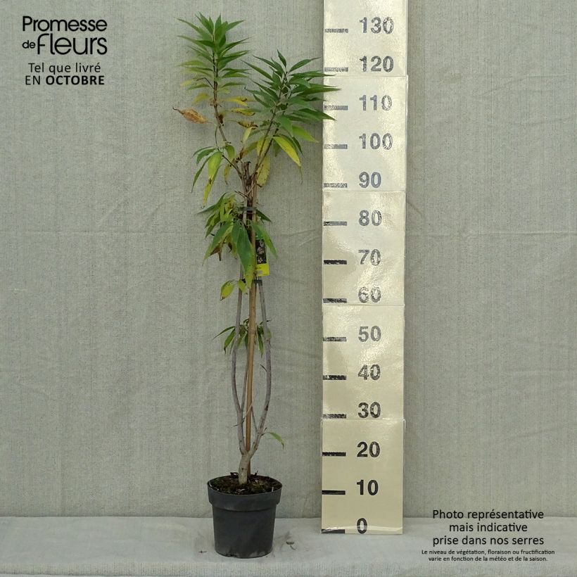 x Chitalpa tashkentensis Summer Bells 2L/3L pot sample as delivered in autumn