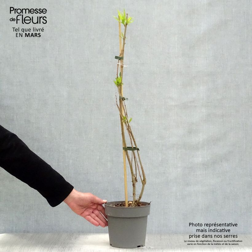 x Chitalpa tashkentensis Summer Bells 2L/3L pot sample as delivered in spring