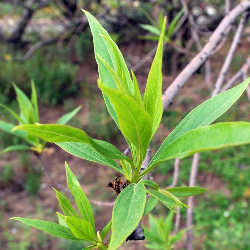 x Chitalpa tashkentensis Summer Bells (Foliage)