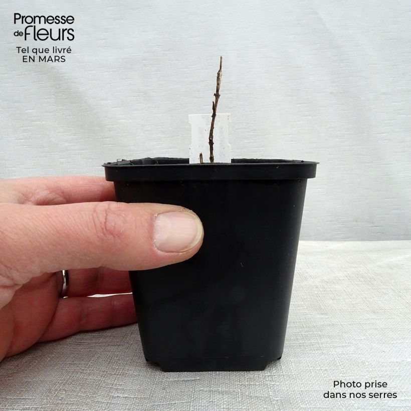 Chloranthus japonicus 8/9 cm pot sample as delivered in spring