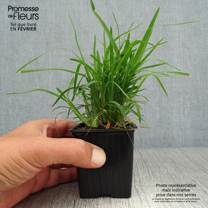 Chloris distichophylla 8/9 cm pot sample as delivered in autumn