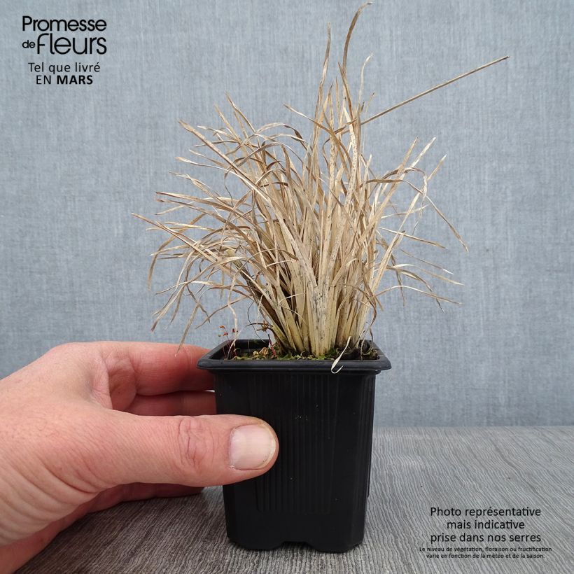 Chloris virgata 8/9 cm pot sample as delivered in winter