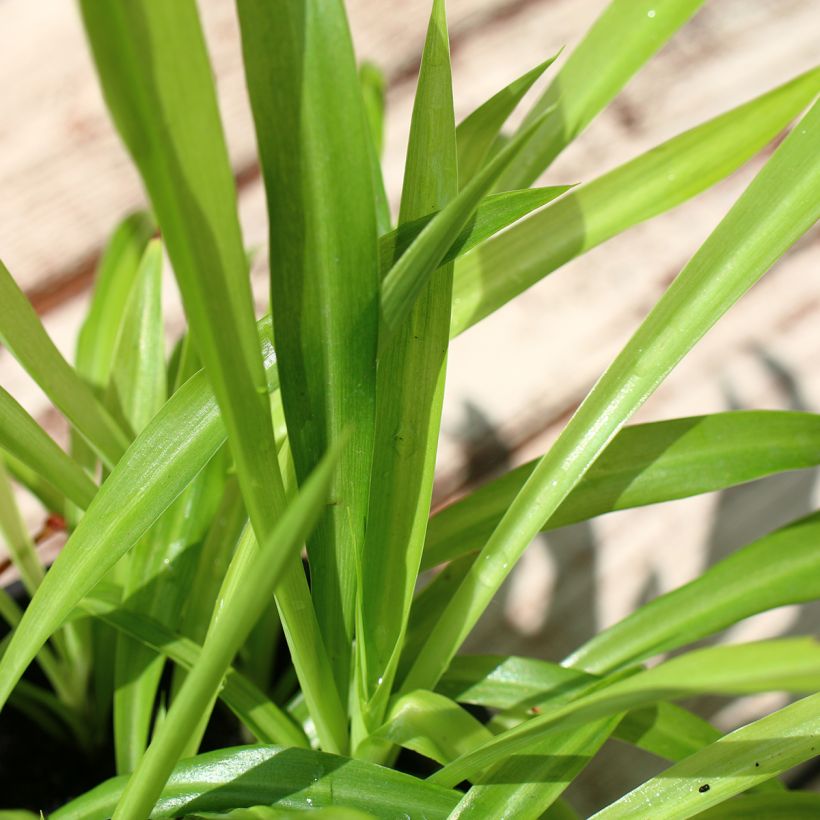 Chlorophytum nepalense (Foliage)
