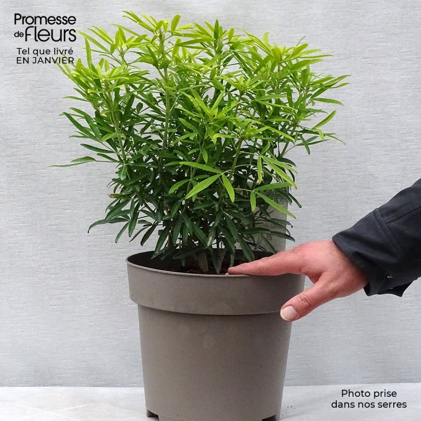 Choisya Aztec Gold - Mexican Orange Blossom 7.5L/10L pot sample as delivered in winter