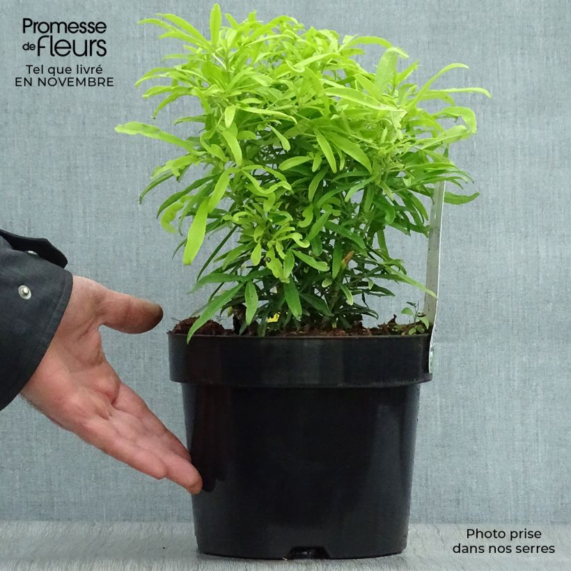 Choisya Aztec Gold - Mexican Orange Blossom 2L/3L pot sample as delivered in autumn