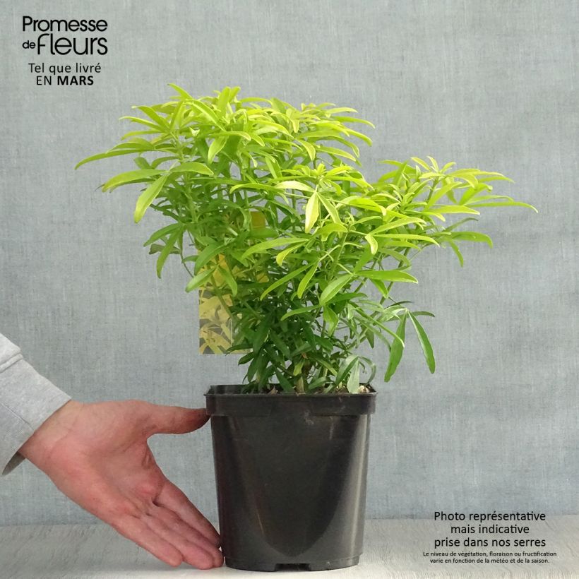 Choisya Aztec Gold - Mexican Orange Blossom 2L/3L pot sample as delivered in spring