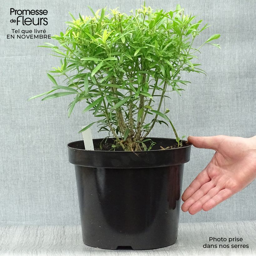 Choisya Aztec Gold - Mexican Orange Blossom 7.5L/10L pot sample as delivered in autumn