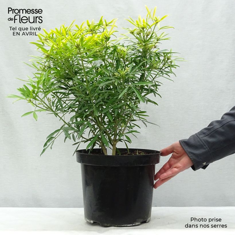 Choisya Aztec Gold - Mexican Orange Blossom 7.5L/10L pot sample as delivered in spring