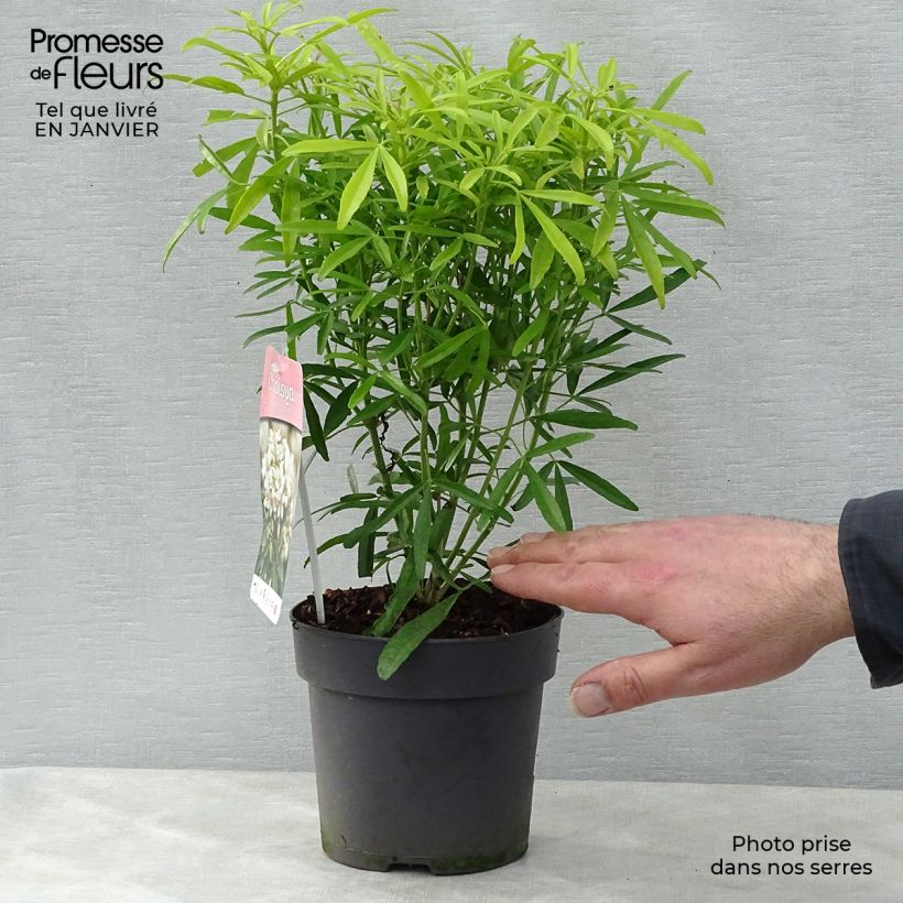 Choisya Aztec Gold - Mexican Orange Blossom 2L/3L pot sample as delivered in winter