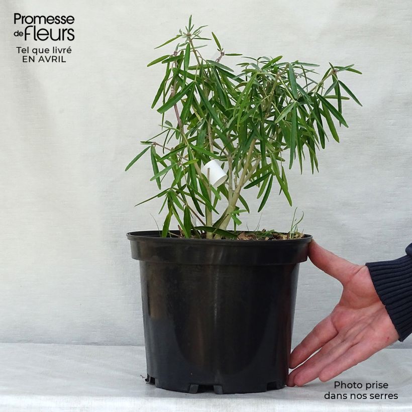 Choisya Aztec Pearl - Mexican Orange Blossom 4L/5L pot sample as delivered in spring