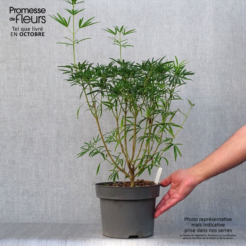 Choisya Aztec Pearl - Mexican Orange Blossom 4L/5L pot sample as delivered in autumn