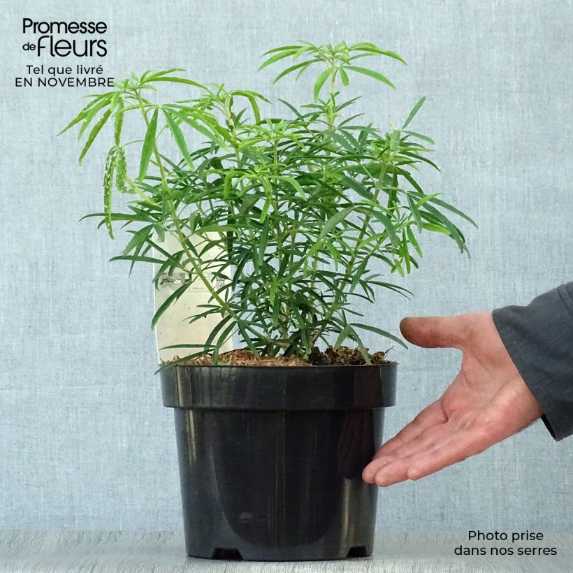 Choisya Aztec Pearl - Mexican Orange Blossom 2L/3L pot sample as delivered in autumn