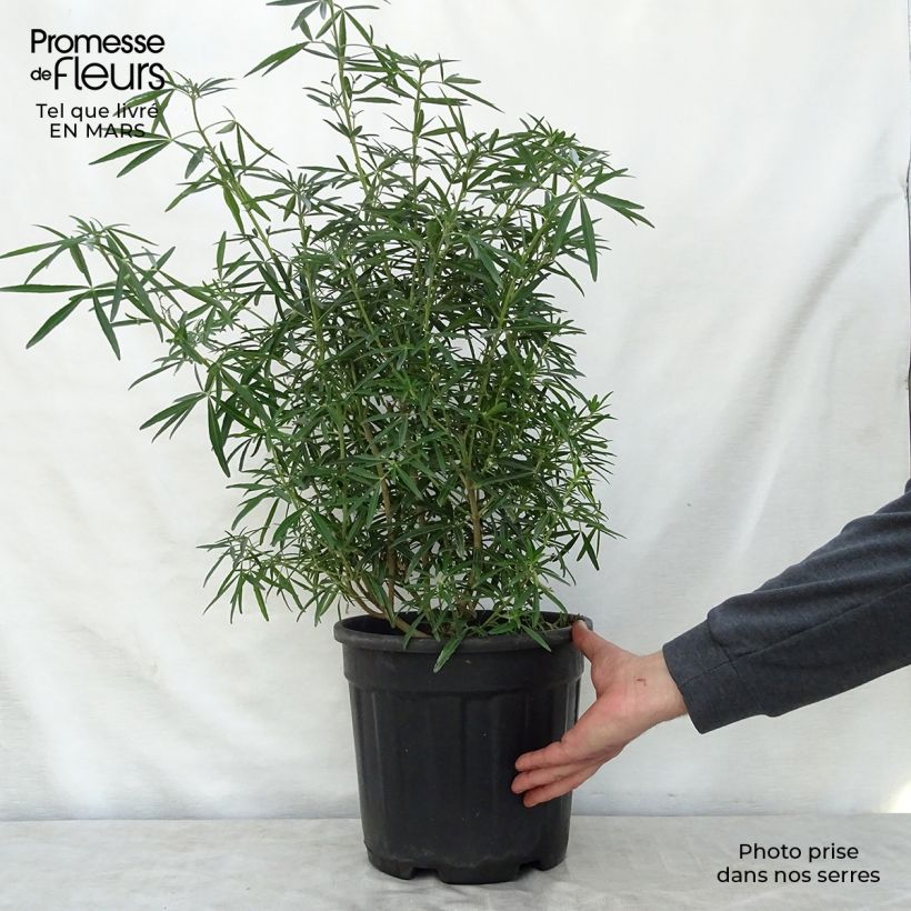 Choisya Aztec Pearl - Mexican Orange Blossom 7.5L/10L pot sample as delivered in spring
