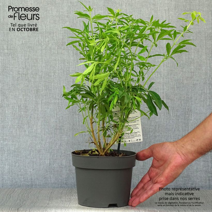 Choisya Goldfinger - Mexican Orange Blossom 1.5L/2L pot sample as delivered in autumn