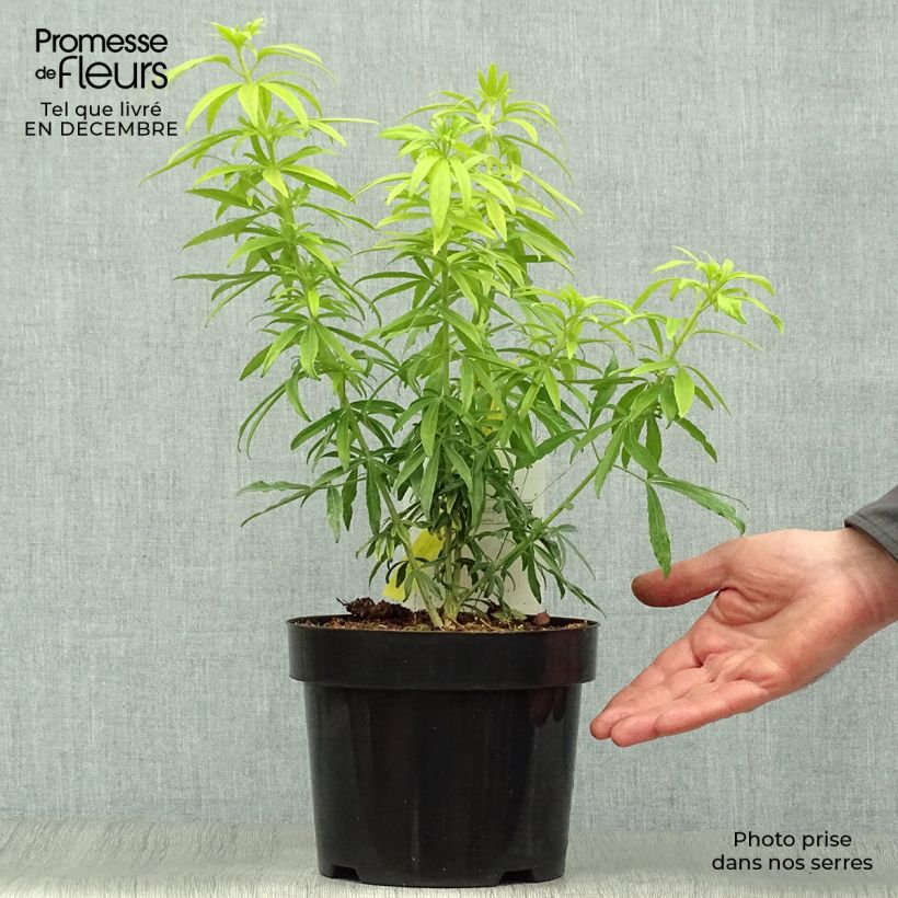 Choisya Goldfinger - Mexican Orange Blossom 3L/4L pot sample as delivered in winter