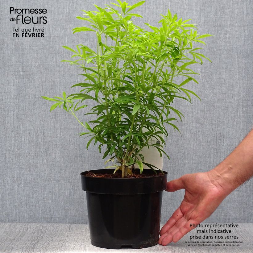 Choisya Goldfinger - Mexican Orange Blossom 3L/4L pot sample as delivered in autumn