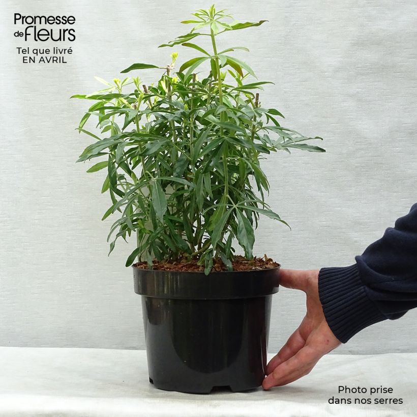 Choisya Goldfinger - Mexican Orange Blossom 3L/4L pot sample as delivered in spring