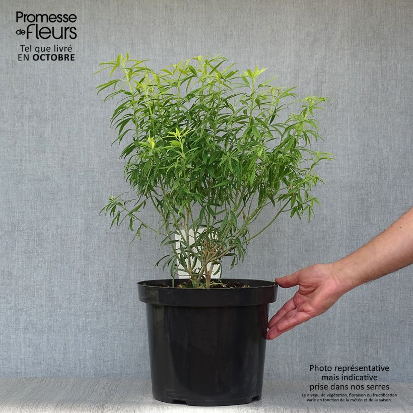 Choisya Goldfinger - Mexican Orange Blossom 7.5L/10L pot sample as delivered in autumn