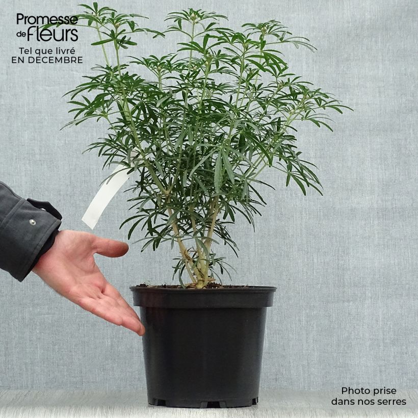 Choisya ternata Scented Gem - Mexican Orange Blossom 2L/3L pot sample as delivered in winter