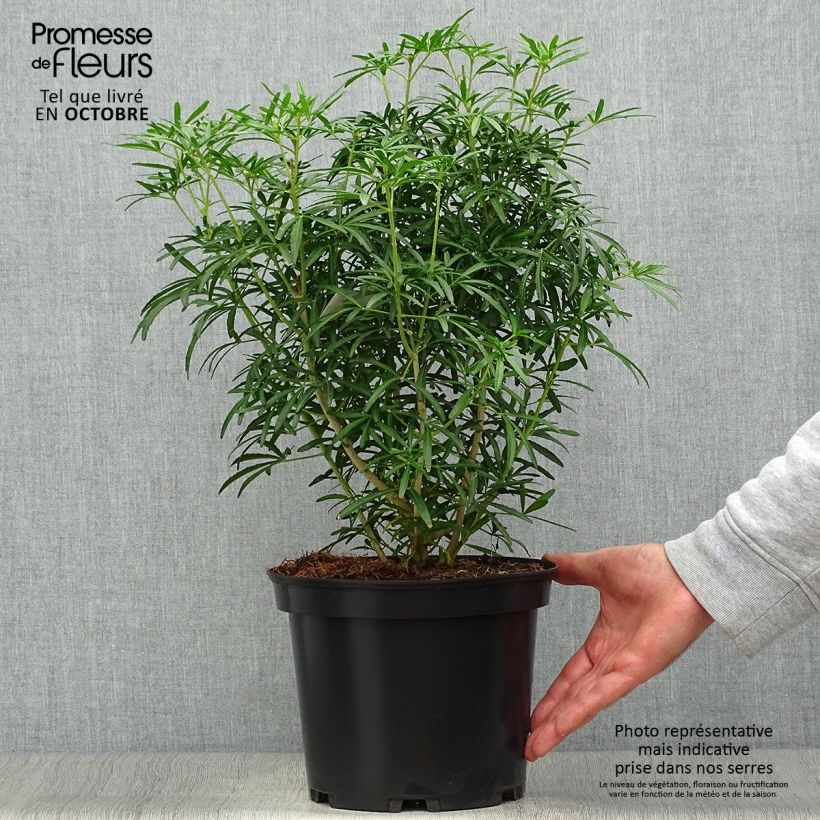 Choisya ternata Scented Gem - Mexican Orange Blossom 2L/3L pot sample as delivered in autumn