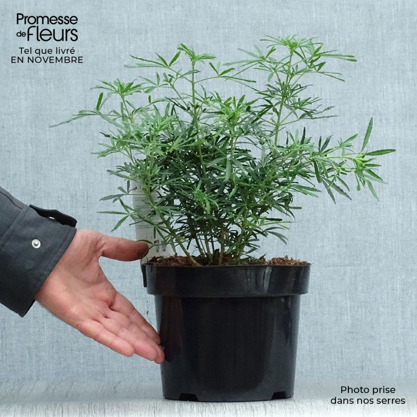 Choisya White Dazzler - Dwarf Mexican Orange 7.5L/10L pot sample as delivered in autumn