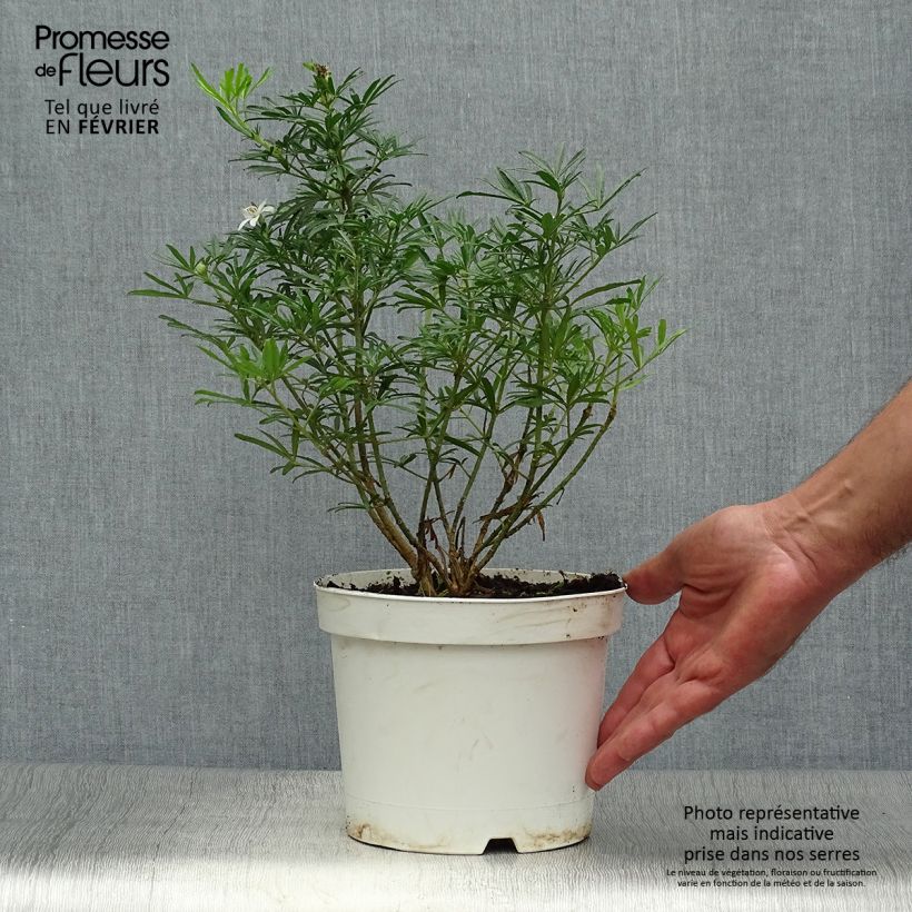 Choisya White Dazzler - Dwarf Mexican Orange 2L/3L pot sample as delivered in autumn