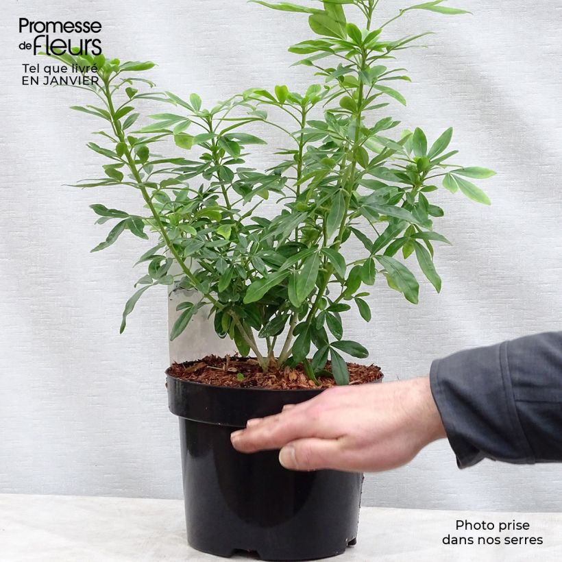 Choisya ternata - Mexican orange blossom 4L/5L pot sample as delivered in winter