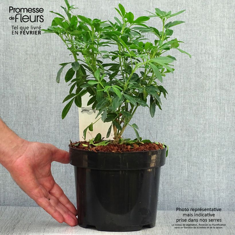 Choisya ternata - Mexican orange blossom 4L/5L pot sample as delivered in autumn