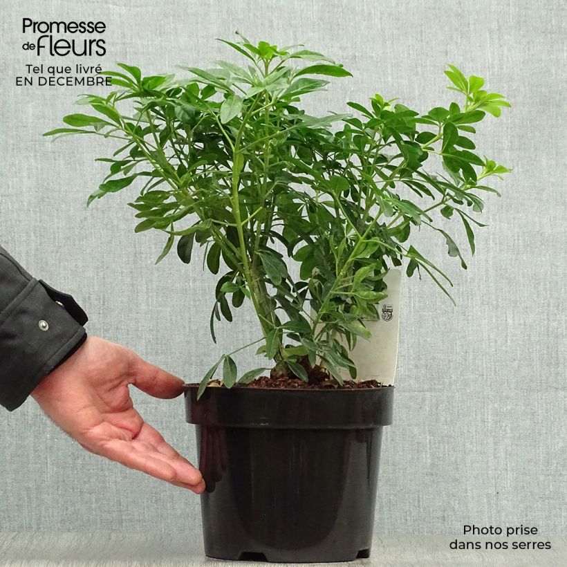 Choisya ternata - Mexican orange blossom 2L/3L pot sample as delivered in winter