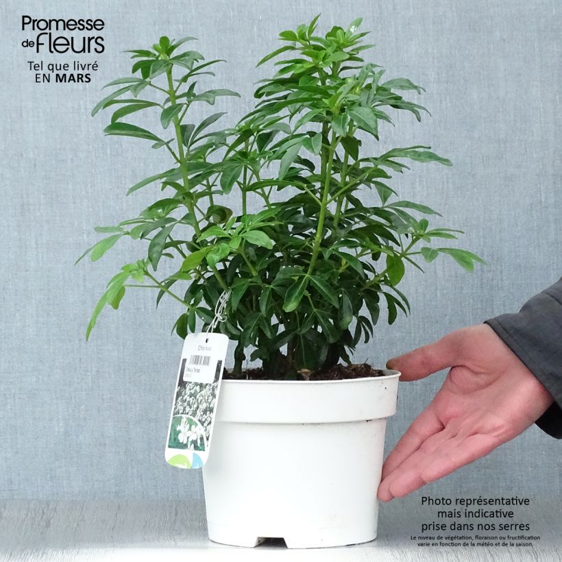 Choisya ternata - Mexican orange blossom 2L/3L pot sample as delivered in spring