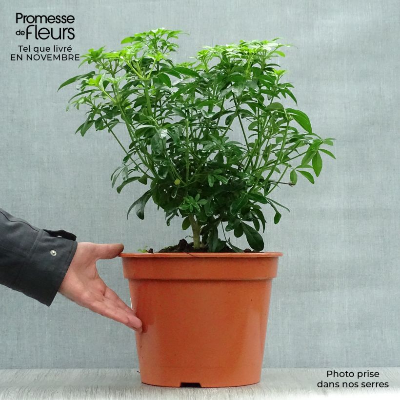 Choisya ternata - Mexican orange blossom 7.5L/10L pot sample as delivered in autumn