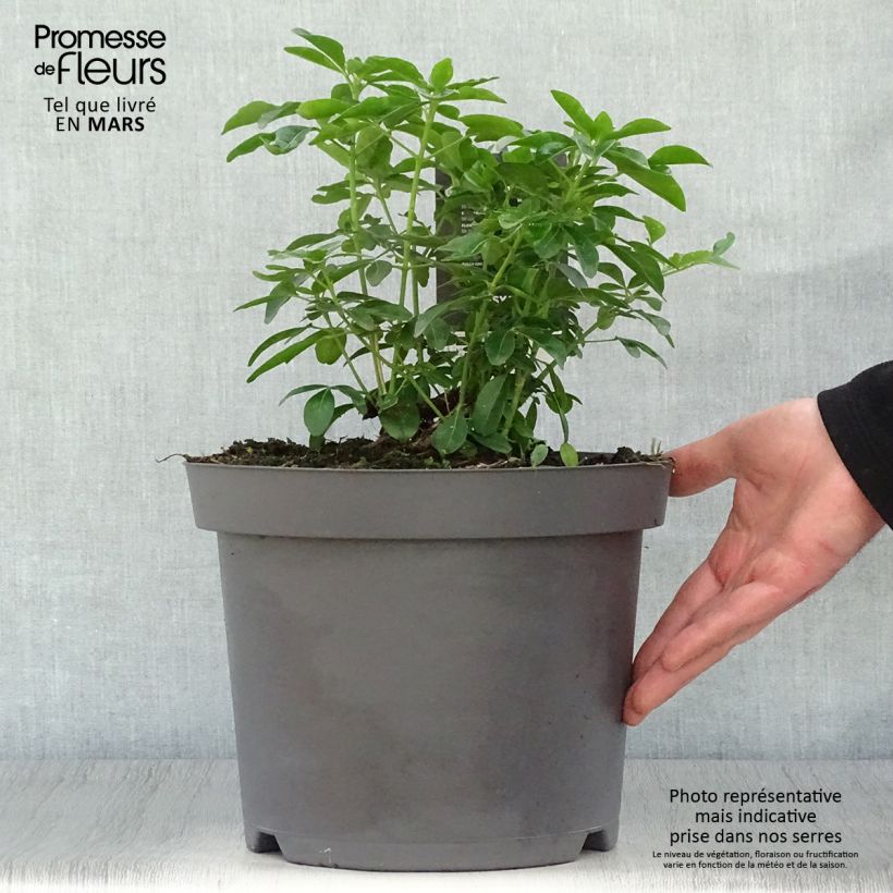 Choisya ternata - Mexican orange blossom 7.5L/10L pot sample as delivered in spring