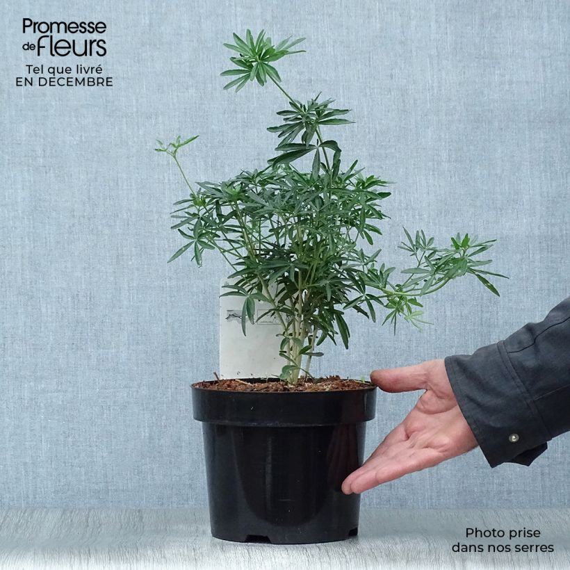 Choisya ternata Snow Flurries - Mexican Orange Blossom 2L/3L pot sample as delivered in winter